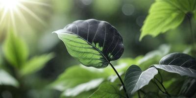 The primary subject of the image is a large green leaf with a black spot on it, which is sitting on a tree branch. The setting is a forest, with the leaf being the main focus of the scene. The visual style is a photo, capturing the natural beauty of the leaf in its environment. The dominant colors are green and black, creating a sense of depth and contrast in the image.