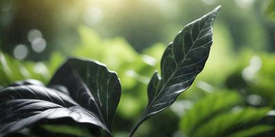 The primary subject of the image is a leaf, which is the main object, scene, or focus of the image. The leaf is green and is situated in a setting with a background of green plants. The visual style of the image is a photo, capturing the leaf in its natural environment. The colors and mood of the image are predominantly green, creating a serene and natural atmosphere.