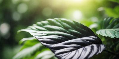 The primary subject of the image is a leaf, which is the main object, scene, or focus of the image. The leaf is green and black, and it is placed against a backdrop of a bright, sunny day. The visual style of the image is a photo, capturing the natural beauty of the leaf. The colors and mood of the image are vibrant and lively, with the bright sunlight creating a warm and inviting atmosphere.