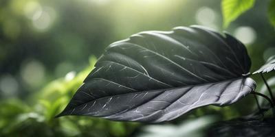 The primary subject of the image is a large, dark green leaf with a pattern of light and dark areas. The leaf is prominently displayed in the foreground, with a background of green plants and a bright sunlight shining through the leaves. The visual style of the image is a close-up of the leaf, showcasing its intricate pattern and texture. The colors and mood of the image are predominantly green, with the dark green leaf contrasting against the lighter green plants and sunlight.