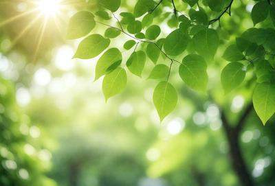 The primary subject of the image is a leafy green tree with sunlight shining through its branches. The setting is a lush green forest, and the visual style is a photo of the tree. The dominant colors are green and yellow, creating a warm and natural atmosphere.