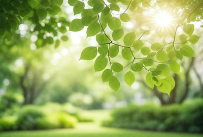 The primary subject of the image is a leafy green tree with a bright sun shining through its branches. The tree is located in a lush green field, creating a serene and natural setting. The visual style of the image is a photo, capturing the beauty of the tree and its surroundings. The colors and mood of the image are predominantly green, with the bright sunlight adding warmth and vibrancy to the scene.