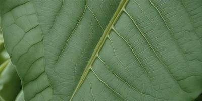 The image features a large green leaf with a pattern of veins. The leaf is prominently displayed, covering most of the image. The leaf appears to be a close-up of a leaf, possibly a leaf from a tree. The primary subject is the leaf, and the visual style is a natural, close-up view of the leaf. The colors and mood of the image are predominantly green, giving it a fresh and natural atmosphere.