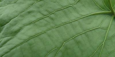 The image features a close-up of a leaf with a green background. The leaf is large and occupies most of the frame. The leaf appears to be a part of a plant, possibly a tree, and its texture is visible in the image. The overall atmosphere of the image is natural and serene, with the leaf being the primary subject.