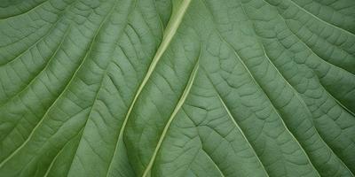 The image features a large green leaf with a pattern of veins. The leaf is prominently displayed, covering most of the frame. The leaf appears to be a close-up of a leafy plant, possibly a tree or a plant with a similar texture. The overall atmosphere of the image is natural and serene, with the leaf being the primary subject.