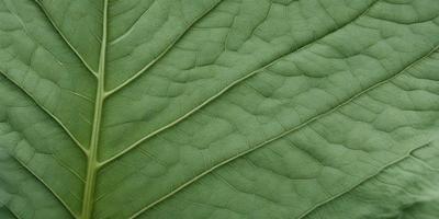 The image features a large green leaf with a pattern of small holes. The leaf is the primary subject, and it is set against a background of a green plant. The visual style of the image is a close-up of the leaf, showcasing its intricate details. The colors and mood of the image are predominantly green, giving it a natural and serene atmosphere.