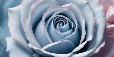 The primary subject of the image is a single blue rose. The setting is a close-up of the rose, with a blue background. The visual style is a photo of the rose, showcasing its beauty and details. The dominant colors are blue and white, creating a serene and calming atmosphere.