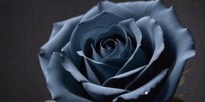 The primary subject of the image is a single blue rose. The setting is a dark background, which contrasts with the vibrant blue color of the rose. The visual style is a close-up of the rose, showcasing its details. The colors and mood of the image are predominantly dark and moody, with the blue rose standing out as the focal point.