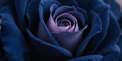 The primary subject of the image is a single purple rose. The rose is the main focus of the image, and it is displayed against a dark blue background. The visual style of the image is a close-up of the rose, showcasing its details and texture. The dominant colors in the image are purple and blue, creating a calm and serene atmosphere.