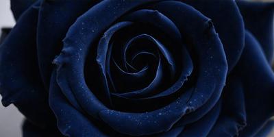 The primary subject of the image is a blue rose. The setting is a dark background, which creates a dramatic and moody atmosphere. The visual style is a close-up of the rose, emphasizing its details and texture. The dominant colors are blue and black, with the blue rose being the main focus of the image.