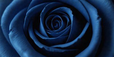 The primary subject of the image is a blue rose. The setting is a dark background, which contrasts with the vibrant blue color of the rose. The visual style is a close-up of the rose, showcasing its details. The colors and mood of the image are predominantly blue, creating a serene and calming atmosphere.