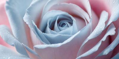 The primary subject of the image is a single blue rose. The rose is the main focus of the image, and it is displayed against a pink background. The visual style of the image is a close-up of the rose, showcasing its details and texture. The dominant colors in the image are blue and pink, creating a serene and elegant atmosphere.