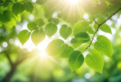 The primary subject of the image is a close-up of a leafy green tree branch. The setting is a sunny day, with the sunlight shining through the leaves, creating a warm and inviting atmosphere. The visual style is a natural, realistic representation of the tree branch, with no indication of digital art or illustration. The colors and mood are predominantly green, with the sunlight adding a touch of warmth to the scene.