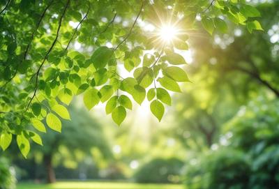 The primary subject of the image is a leafy green tree with sunlight shining through its branches. The setting is a lush green forest, and the visual style is a photo of the tree. The colors and mood of the image are vibrant and serene, with the sunlight creating a warm and inviting atmosphere.