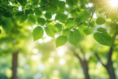 The primary subject of the image is a leafy green tree with a bright sunlight shining through its branches. The setting is a lush green forest, and the visual style is a natural, outdoor scene. The colors and mood are vibrant and serene, with the sunlight creating a warm and inviting atmosphere.