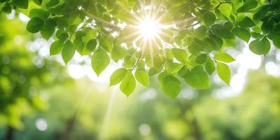 The primary subject of the image is a leafy green tree with sunlight shining through its branches. The setting is a lush green forest, and the visual style is a photo of the tree. The colors and mood of the image are vibrant and serene, with the sunlight creating a warm and inviting atmosphere.