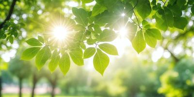 Primary subject: Leaves
Setting/background: Sunlight shining through the leaves
Visual style: Photo
Colors and mood: Green and bright