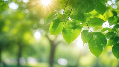 The primary subject of the image is a leafy green tree with sunlight shining through its branches. The setting is a lush green forest, and the visual style is a photo. The dominant colors are green and yellow, creating a warm and natural atmosphere.