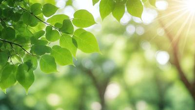 The primary subject of the image is a leafy green tree with a few leaves hanging from it. The setting is a sunny day, and the visual style is a photo. The colors and mood of the image are bright and lively, with the green leaves and sunlight creating a pleasant atmosphere.