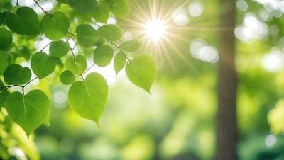 The primary subject of the image is a leaf, which is the main object, scene, or focus of the image. The leaf is green and is located in a sunny, outdoor setting. The visual style of the image is a photo, capturing the natural beauty of the leaf in its environment. The colors and mood of the image are bright and lively, with the green leaf standing out against the sunny background.