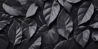 The primary subject of the image is a close-up of a large black leaf. The setting is a black and white background, which gives the image a classic and timeless feel. The visual style is a photo, showcasing the intricate details of the leaf. The dominant colors are black and white, creating a moody and dramatic atmosphere.