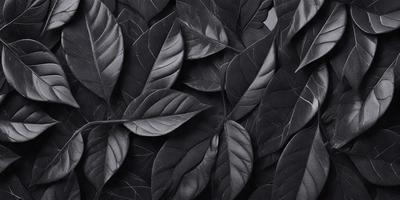 The primary subject of the image is a close-up of a leafy plant with a black background. The plant is composed of multiple leaves, some of which are overlapping each other. The visual style of the image is a black and white photo, which adds a sense of depth and contrast to the composition. The colors and mood of the image are predominantly dark, with the black background and the dark tones of the leaves creating a moody and dramatic atmosphere.