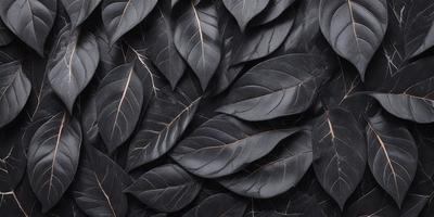 The primary subject of the image is a close-up of a large black leaf. The setting is a black and white background, which gives the image a classic and timeless feel. The visual style is a photo, showcasing the intricate details of the leaf. The dominant colors are black and white, creating a dramatic and striking contrast. The overall atmosphere of the image is elegant and sophisticated.