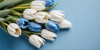 The primary subject of the image is a bouquet of white and blue tulips. The setting is a blue background, which creates a visually appealing contrast with the flowers. The visual style is a close-up of the flowers, showcasing their details and beauty. The colors and mood of the image are predominantly blue and white, giving it a calm and serene atmosphere.