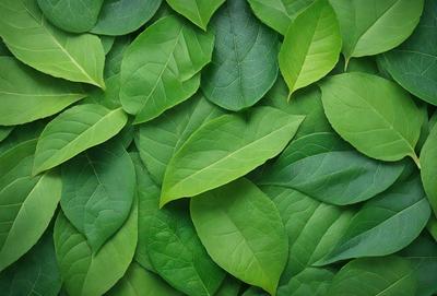 The primary subject of the image is a large group of green leaves, which are the main objects in the scene. The leaves are arranged in a dense, overlapping pattern, creating a visually striking and lush environment. The setting is a natural outdoor space, with the leaves covering a significant portion of the background. The visual style of the image is a close-up of the leaves, emphasizing their texture and intricate patterns. The dominant colors in the image are green, which creates a calm and serene atmosphere.