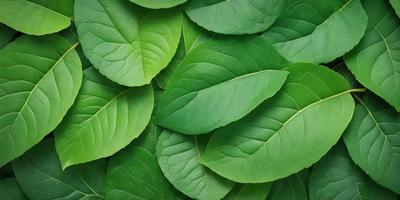 The image features a large group of green leaves, possibly from a plant or a tree. The leaves are arranged in a way that they cover most of the frame, creating a dense and lush appearance. The primary subject of the image is the green leaves, which are the main focus and the main object in the scene. The setting is outdoors, with the leaves being the primary background element. The visual style of the image is a close-up of the leaves, showcasing their intricate details and textures. The colors in