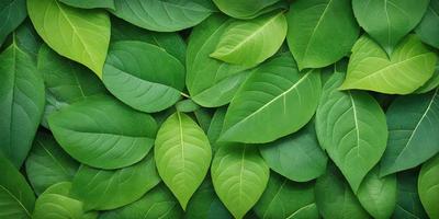 The image features a large group of green leaves, possibly from a plant or a tree. The leaves are arranged in a dense and overlapping manner, creating a visually striking scene. The primary subject of the image is the green leaves, which are the main focus and the primary element in the scene. The setting is outdoors, with the leaves being the main subject and the background being the natural environment surrounding the leaves. The visual style of the image is a close-up of the leaves, showcasing their intricate details and