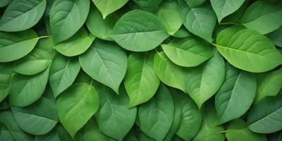 The primary subject of the image is a large group of green leaves, which are the main objects in the scene. The leaves are arranged in a pattern, creating a visually appealing and natural backdrop. The setting appears to be a lush green environment, possibly a forest or a garden. The visual style of the image is a close-up of the leaves, showcasing their intricate details and textures. The dominant colors in the image are green, which creates a serene and calming atmosphere.