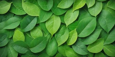 The primary subject of the image is a large group of green leaves, which are the main objects in the scene. The leaves are arranged in a pattern, creating a visually appealing and natural backdrop. The setting appears to be a lush green environment, possibly a forest or a garden. The visual style of the image is a close-up of the leaves, showcasing their intricate details and textures. The dominant colors in the image are green, which creates a serene and calming atmosphere.