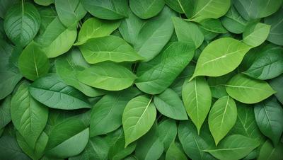 The primary subject of the image is a large group of green leaves, which are the main objects in the scene. The leaves are arranged in a dense, overlapping pattern, creating a visually striking and lush appearance. The setting is a green background, which further emphasizes the vibrant colors of the leaves. The visual style of the image is a close-up of the leaves, showcasing their intricate details and textures. The overall atmosphere of the image is one of freshness, growth, and natural beauty.