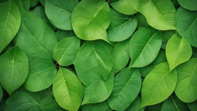 The primary subject of the image is a large group of green leaves, which are the main objects in the scene. The leaves are arranged in a dense, overlapping pattern, creating a visually striking and lush appearance. The setting is a natural environment, with the leaves growing on trees, possibly in a forest or a garden. The visual style of the image is a close-up of the leaves, emphasizing their texture and details. The dominant colors in the image are green, which is the color of the leaves, and possibly some