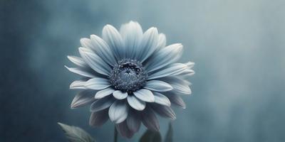 The primary subject of the image is a large, beautiful white flower with a blue hue. The flower is the main focus of the image, and it is set against a blue background. The visual style of the image is a close-up of the flower, showcasing its details and beauty. The colors and mood of the image are serene and calming, with the blue and white tones creating a sense of tranquility.