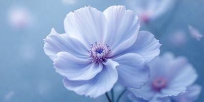 The primary subject of the image is a beautiful white flower with a blue hue. The flower is the main focus of the image, and it is set against a blue background. The visual style of the image is a close-up of the flower, showcasing its details and beauty. The colors and mood of the image are serene and calming, with the white and blue tones creating a sense of tranquility.