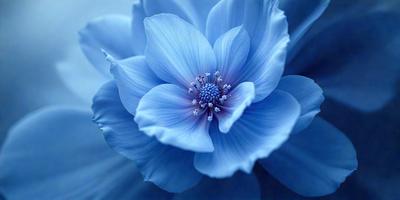 The primary subject of the image is a large, blue flower with a white center. The flower is the main focus of the image, and it is set against a blue background. The visual style of the image is a close-up of the flower, showcasing its details and beauty. The dominant colors in the image are blue and white, creating a serene and calming atmosphere.