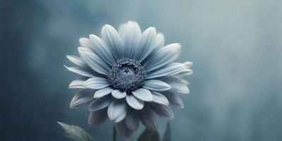 The primary subject of the image is a single white flower, which is the main focus of the scene. The setting is a blue background, which adds a sense of depth and contrast to the image. The visual style is a close-up of the flower, showcasing its details and texture. The colors in the image are predominantly white and blue, creating a calm and serene atmosphere.