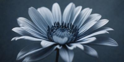 The primary subject of the image is a large, blue flower with a white center. The flower is prominently displayed in the foreground, with a dark background. The visual style of the image is a close-up, which emphasizes the details of the flower. The dominant colors in the image are blue and white, creating a calm and serene atmosphere.