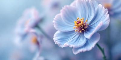 The primary subject of the image is a beautiful blue flower with a yellow center. The setting is a purple background, which adds a contrasting color to the scene. The visual style of the image is a close-up of the flower, showcasing its details. The dominant colors in the image are blue and purple, creating a serene and calming atmosphere.