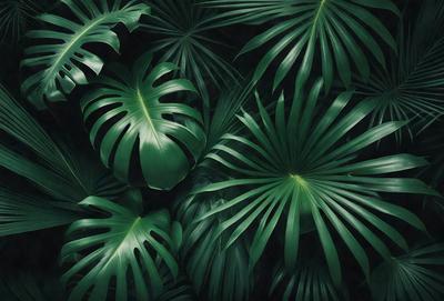 The image features a large green plant with multiple leaves, creating a lush and vibrant scene. The plant is the primary subject, and it is set against a dark background, which contrasts with the bright green color of the leaves. The visual style of the image is a close-up of the plant, showcasing its intricate details. The colors and mood of the image are predominantly green, giving it a fresh and natural atmosphere.