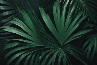 The image features a close-up of a large green palm leaf. The leaf is prominently displayed, occupying the majority of the frame. The leaf appears to be a part of a larger plant, possibly a tree, and it is situated in a dark environment. The overall atmosphere of the image is lush and tropical, with the green palm leaf being the main subject.