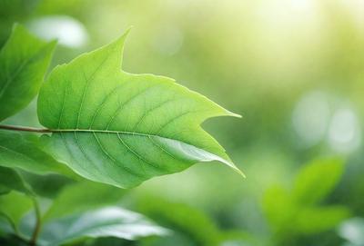 The primary subject of the image is a leaf, which is the main object, scene, or focus of the image. The leaf is green and is placed in a setting with a background of green leaves. The visual style of the image is a photo, capturing the natural beauty of the leaf. The colors and mood of the image are predominantly green, creating a serene and natural atmosphere.