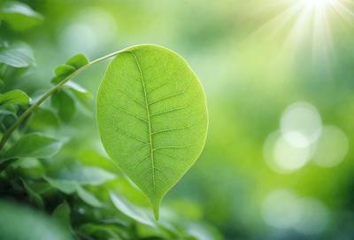 The primary subject of the image is a leaf, which is the main object, scene, or focus of the image. The leaf is green and is situated in a lush green environment, which serves as the setting or background. The visual style of the image is a photo, capturing the leaf in its natural surroundings. The colors and mood of the image are predominantly green, creating a serene and natural atmosphere.