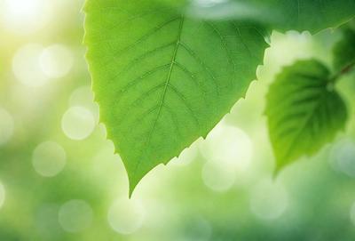 The primary subject of the image is a leaf, which is the main object, scene, or focus of the image. The leaf is green and is situated in a setting with a background of green leaves. The visual style of the image is a photo, capturing the natural beauty of the leaf. The colors and mood of the image are predominantly green, creating a serene and natural atmosphere.