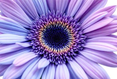The primary subject of the image is a purple flower with a blue center. The setting is a close-up of the flower, showcasing its vibrant colors and intricate details. The visual style is a realistic representation of the flower, capturing its beauty and natural appearance. The dominant colors in the image are purple and blue, creating a serene and calming atmosphere.