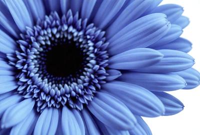 The primary subject of the image is a large blue flower with a white center, surrounded by a blue background. The visual style of the image is a close-up of the flower, showcasing its details and beauty. The dominant colors in the image are blue and white, creating a serene and calming atmosphere.