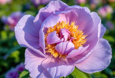 The primary subject of the image is a purple flower with a yellow center, which is the main focus of the image. The setting is a garden, with the flower blooming in the sunlight. The visual style is a close-up of the flower, showcasing its details. The dominant colors are purple and yellow, creating a vibrant and lively atmosphere.