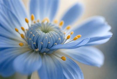 The primary subject of the image is a blue flower with yellow centers. The setting is a white background, which provides a clean and minimalistic look. The visual style is a close-up of the flower, showcasing its details. The dominant colors are blue and yellow, creating a calm and soothing atmosphere.